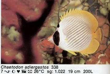 Chaetodon adiergastos